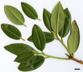 SpeciesSub: var. heliolepis